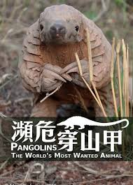 濒危穿山甲粤语